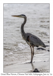 Great Blue Heron