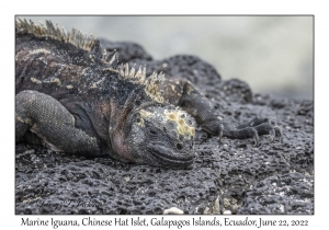 Marine Iguana