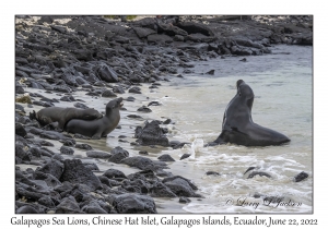 Galapagos Sea Lions