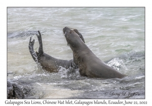 Galapagos Sea Lions