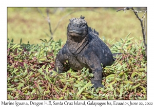 Marine Iguana