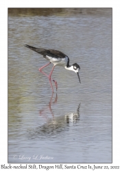 Black-necked Stilt