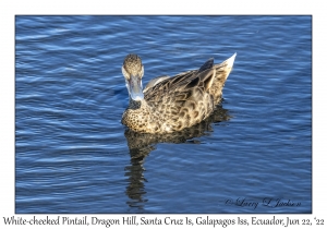 White-cheeked Pintail female