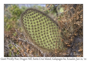 Giant Prickly Pear Cactus