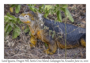 Land Iguana