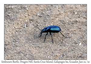 Unknown Beetle