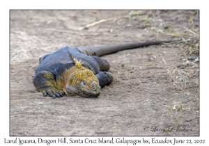 Land Iguana