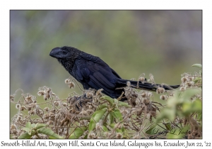 Smooth-billed Ani