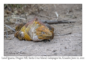 Land Iguana