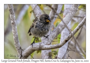 Large Ground Finch female