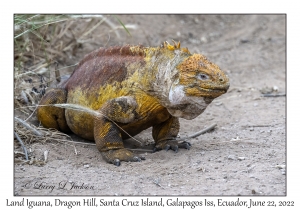 Land Iguana