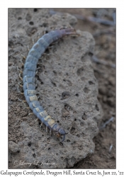 Galapagos Centipede