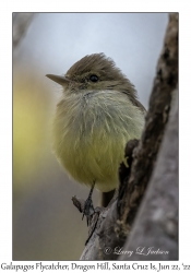 Galapagos Flycatcher