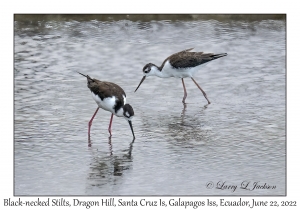 Black-necked Stilts