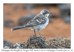 Galapagos Mockingbird