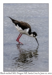 Black-necked Stilt