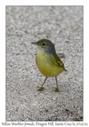 Yellow Warbler female