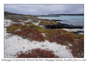 Galapagos Carpetweed