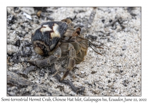 Semi-terrestrial Hermit Crab