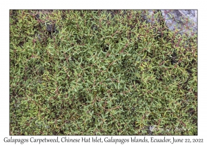 Galapagos Carpetweed