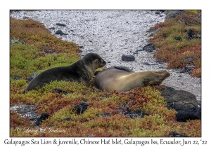 Galapagos Sea Lions