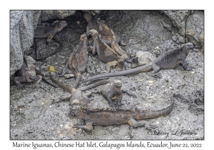 Marine Iguanas