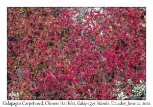 Galapagos Carpetweed