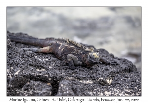 Marine Iguana