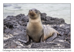 Galapagos Sea Lion