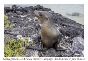 Galapagos Sea Lion