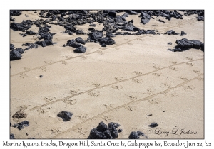 Marine Iguana tracks