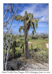 Giant Prickly Pear Cactus