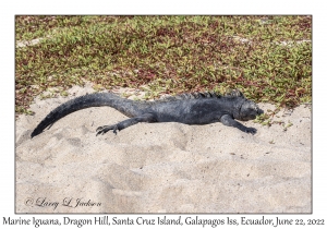 Marine Iguana