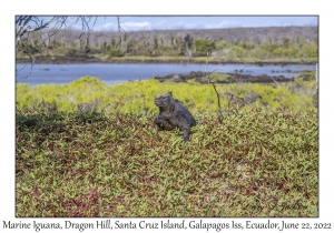 Marine Iguana