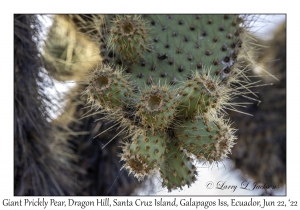 Giant Prickly Pear Cactus