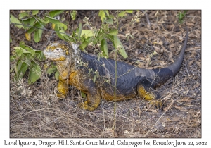 Land Iguana