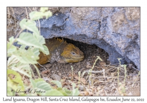 Land Iguana