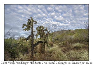 Giant Prickly Pear Cactus