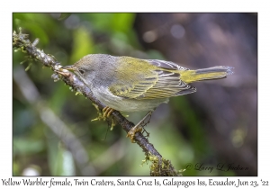 Yellow Warbler female