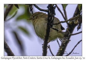 Galapagos Flycatcher