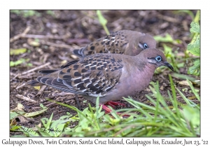 Galapagos Doves