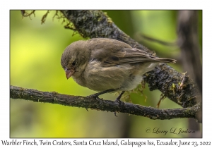 Warbler Finch