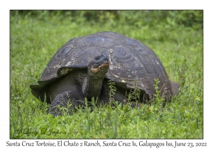 Santa Cruz Tortoise