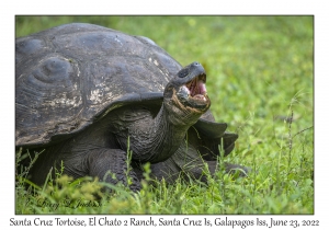 Santa Cruz Tortoise