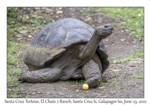 Santa Cruz Tortoise