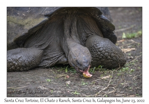 Santa Cruz Tortoise