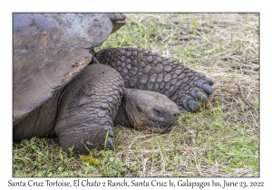 Santa Cruz Tortoise