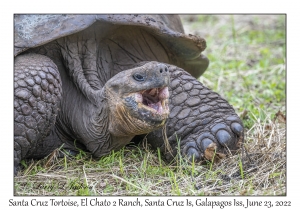 Santa Cruz Tortoise