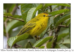 Yellow Warbler male