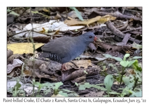 Paint-billed Crake